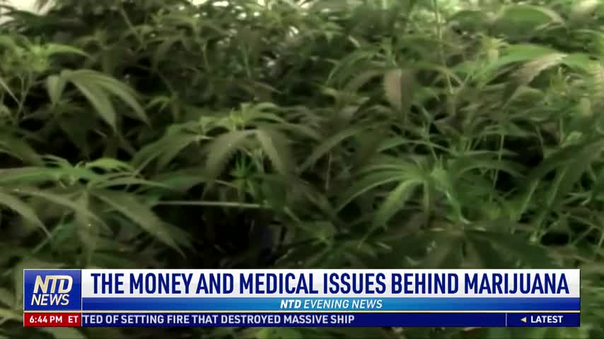 Experts Talk About the Money and Medical Issues Behind the Marijuana Business