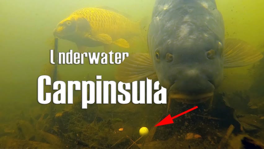 Underwater behavior of carp at Carpinsula (2021)