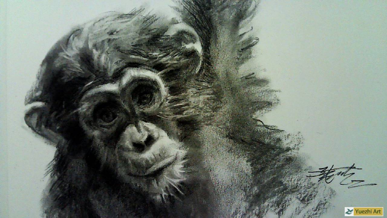 How to draw animal  with charcoal and charcoal Pencil.Demo#1. 如何用木炭笔画动物素描第1篇