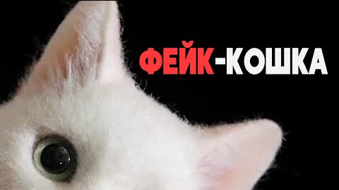 Как японка делает реалистичные 3D-портреты кошек