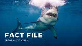Facts about the Great White Shark
