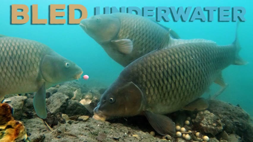 Catching carp underwater in Lake Bled!