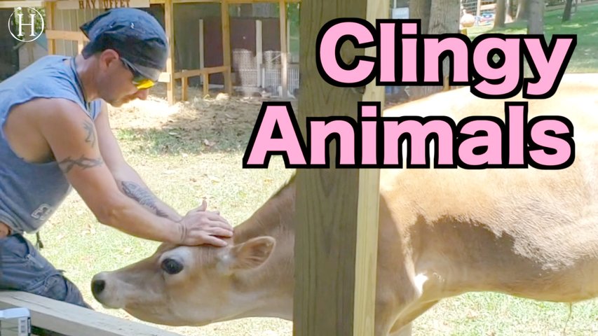 Clingy Animals | Humanity Life