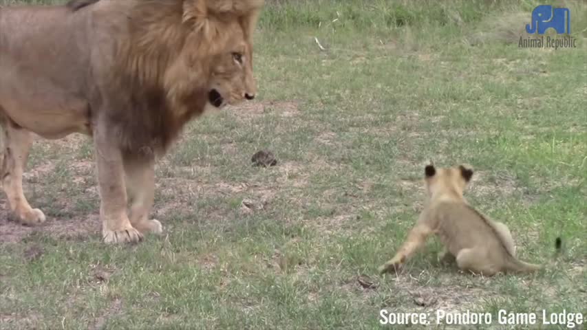 Lion Cubs Greeting Dad