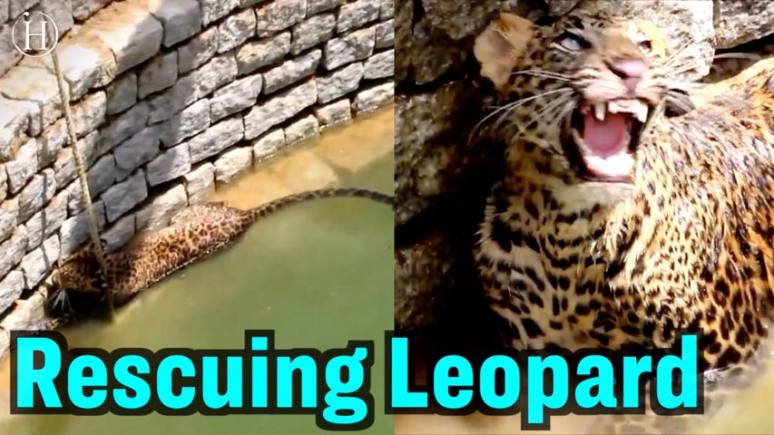 Wild Leopard Rescued From Well | Humanity Life