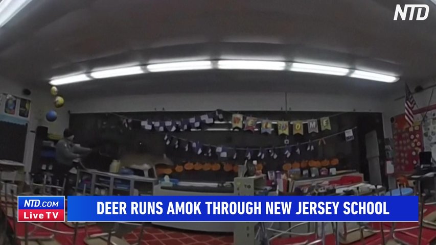 Video: Deer Runs Amok Through New Jersey School