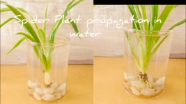 How To Grow Spider Plant , Grow Spider plant faster in water ,Spider plant propagation