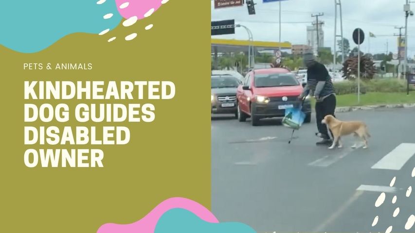 Kindhearted Dog Guides Disabled Owner Across the Street
