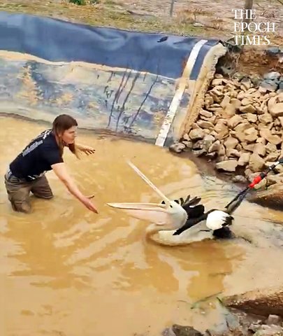 Woman Rescues Injured Pelican