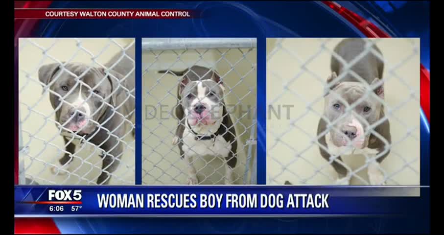 Dog attacks 9-year-old boy in Atlanta