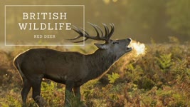 British Wildlife - Red Deer