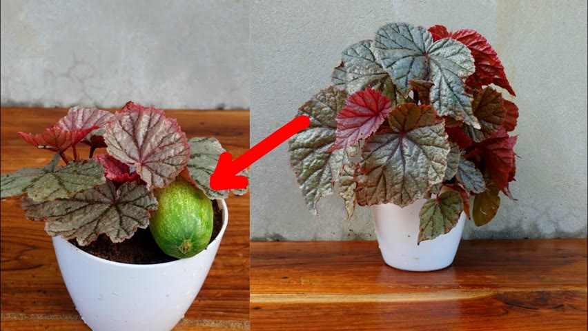 How to grow Begonia from cuttings with full updates
