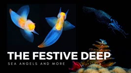 Christmas in the Deep Sea