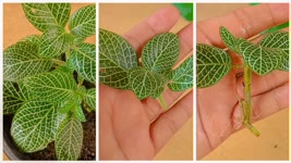 How To Grow Fittonia Plant ,Grow Fittonia cuttings faster using this techniques and get 100% success
