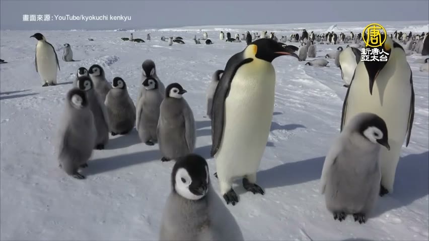 皇帝企鵝危機 南極哈雷灣3年無小企鵝存活 - 南極動物保護 - 國際新聞