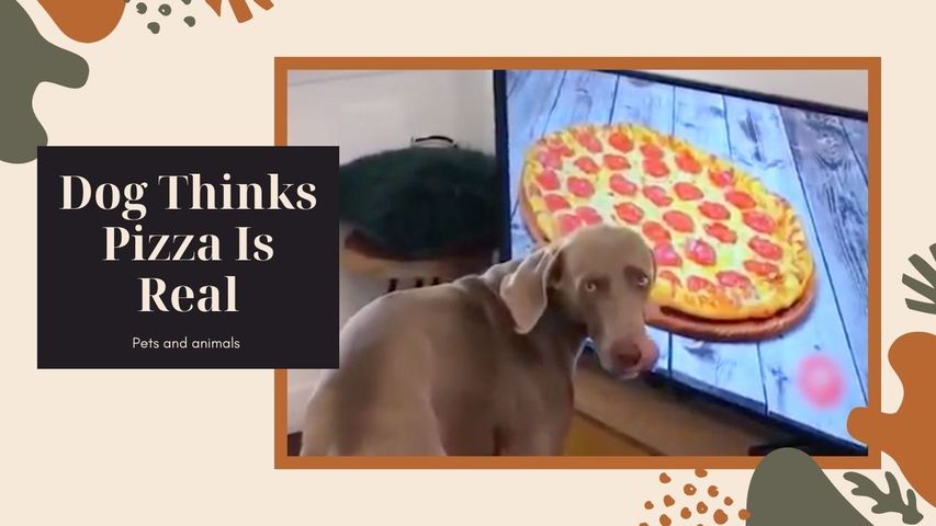 Dog Licks Picture of Pizza on Television Screen