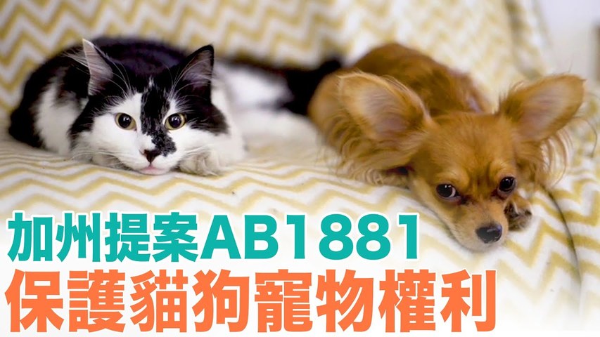 加州提案AB1881 保護貓狗寵物權利｜今日加州