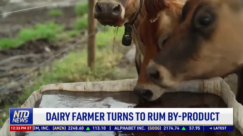 Dairy Farmer Turns to Rum By-Product