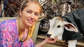 Goseva with Aindra. We use the best jageri for Vraja cows!