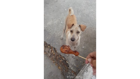Mama Dog Begs, Brings Food Back to Pups