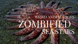 Why are these Starfish Killing Themselves? | Weird Animal Facts 1