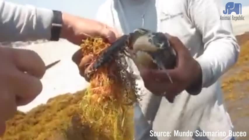 Sea Turtle Rescued