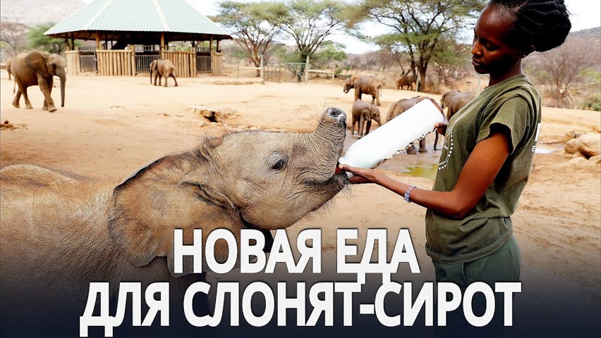 В приюте для слонов в Кении отказались от детских смесей