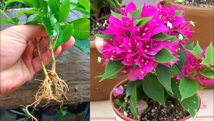 How to propagate bougainvillea from cuttings - With 100% Success || Easy Gardening