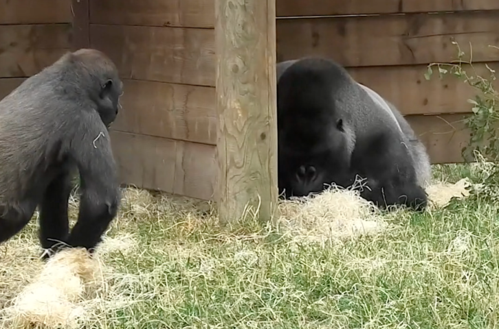 Little Gorilla can't stop teasing his father 😂