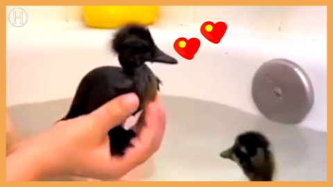 Kid Plays With Ducklings While Sitting In Bathtub Filled With Water | Humanity Life