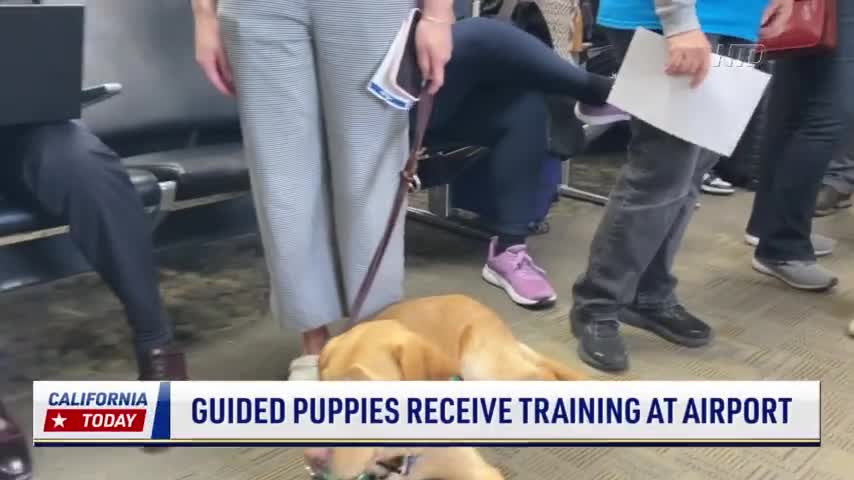 Guided Puppies Receive Training at Airport