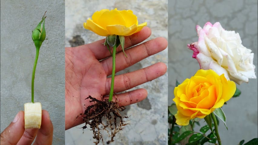 How to grow roses from flower buds