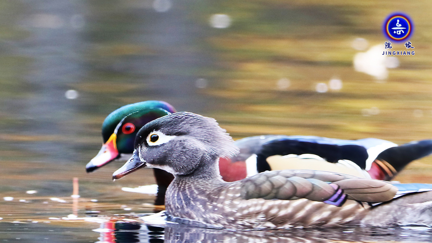 北美鴛鴦wood duck-北美最美麗的野鴨（一）| 鏡像世界 鏡像攝影