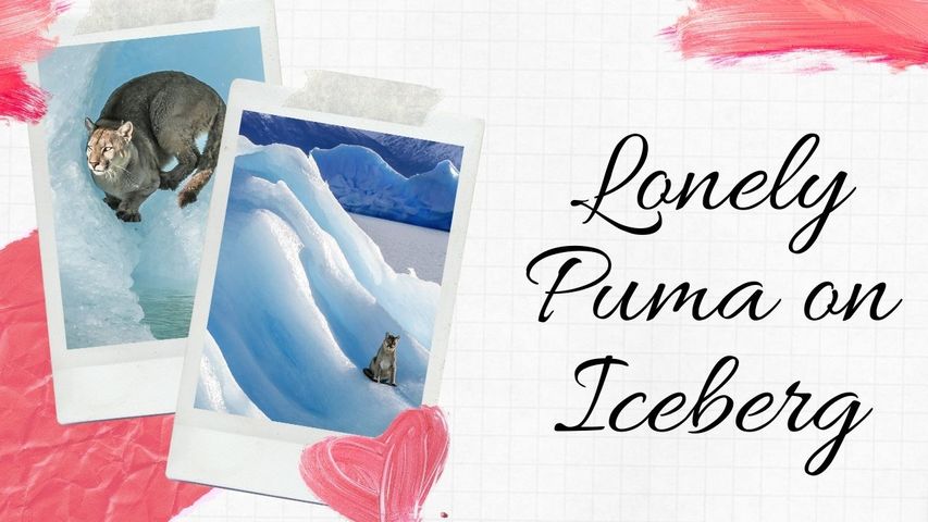 Lonely Puma on a Lonely Iceberg