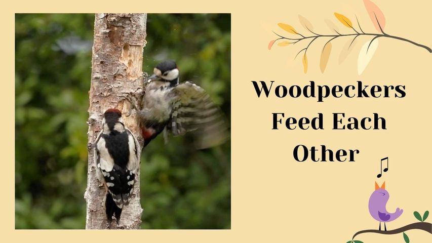 Woodpeckers Feed Each Other