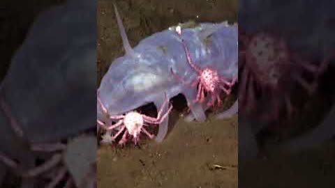 The Adorable Sea Pigs of the Deep #shorts