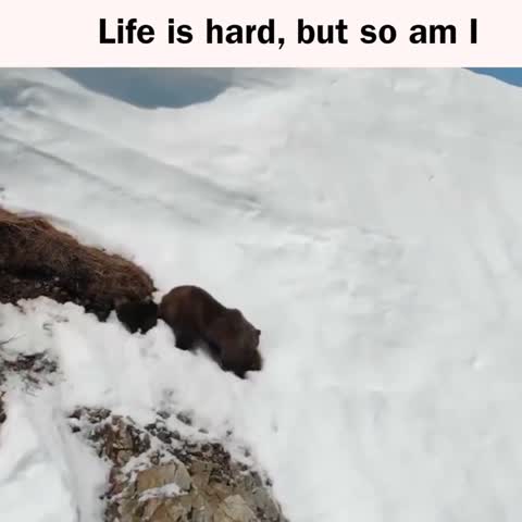 This Bear Cub is Proof You Should Never Give Up 