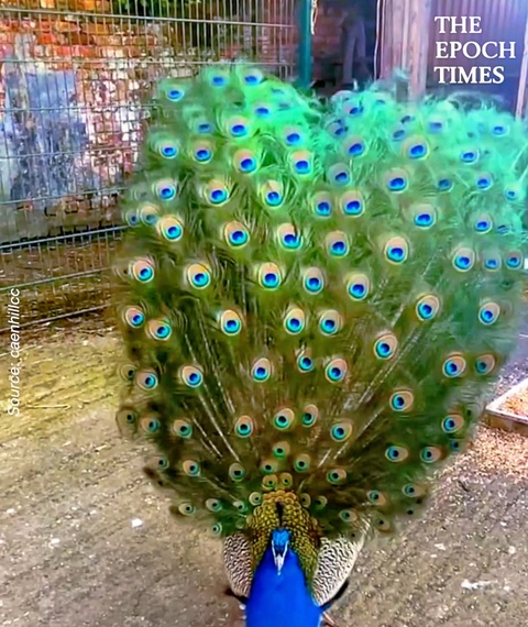 Beautiful Peacocks Opening Their Feathers