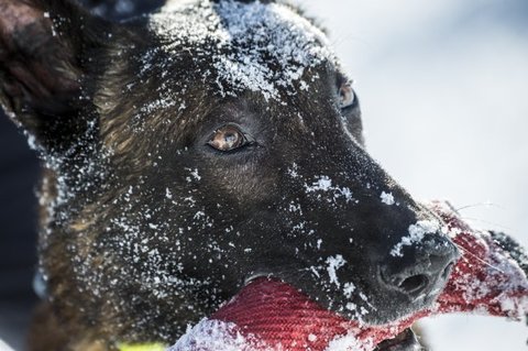 Rescatista y su perro salvan la vida de un niño sepultado por una avalancha los alpes
