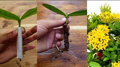 How to grow ixora from cuttings using tissue paper with updates