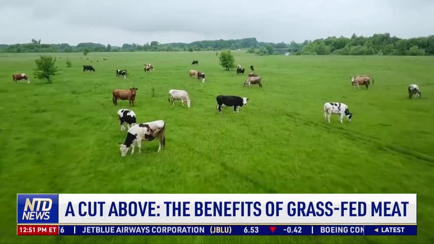 A Cut Above: The Benefits of Grass-Fed Meat