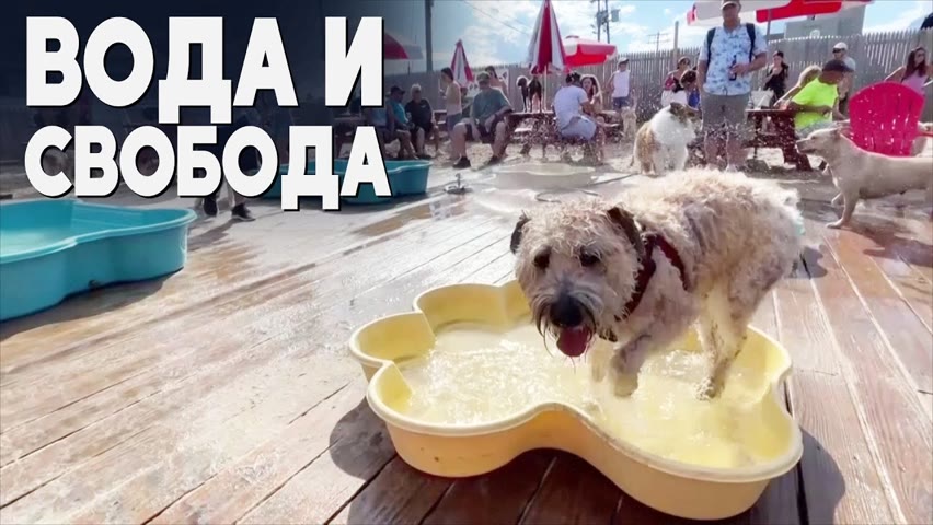 Кафе с бассейнами для собак появилось в США