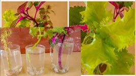 How to grow Coleus plant ,Coleus plant propagation in water ,How to grow coleus cuttings faster