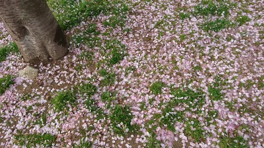 Cherry blossom carpet 4