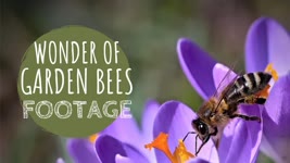 Wonder of Bees - Footage