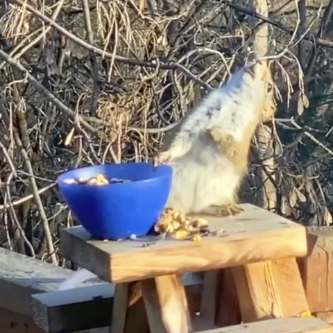 Squirrel Weirdly Leans Backward After Eating Fermented Pears