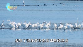 【嘉義東石】鰲鼓溼地是冬候鳥的天堂 | 環境保護 | 349 | 美麗心台灣
