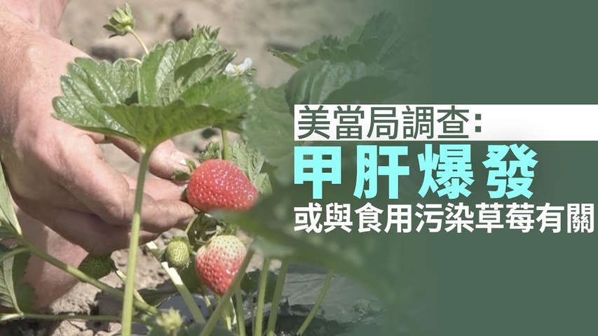 美當局調查：甲肝爆發或與食用污染草莓有關｜今日加州