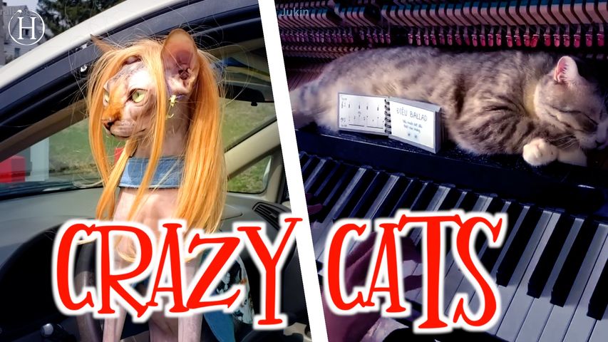 Crazy Cool Cats | Humanity Life