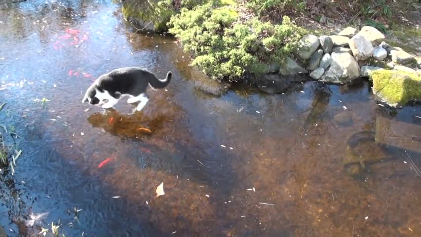 Cat Wants Fish Under Ice 	